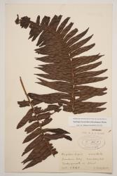 Nephrolepis brownii. Herbarium specimen from Raoul Island, WELT P001115/C, showing a broad frond, and pinnae with acuminate apices.
 Image: B. Hatton © Te Papa CC BY-NC 3.0 NZ